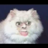 Kucing tetangga 22