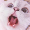 Kitten's Mood 22