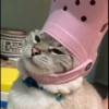 Kucing tetangga 23