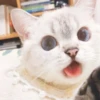 Expressive Cat 28
