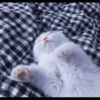 Kucing tetangga 24