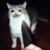 Pussy 22