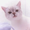Kitten's Mood 24