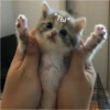 Cats 26