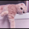 Kitten's Mood 27