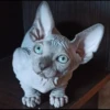 gatto depilato 18