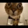 Kucing tetangga 25