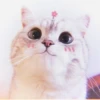 Kitten's Mood 28