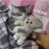 Cats 27