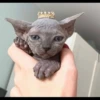 gatto depilato 19