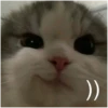 Cats 28
