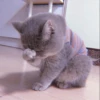 MEOW 21
