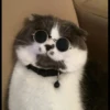 Gɑtitos 25