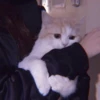 MEOW 22