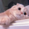 MEOW 23