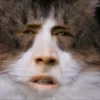 Pussy 23