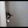 Kucing tetangga 27