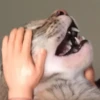 Pussy 24