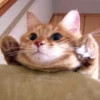 Pussy 25