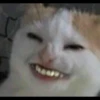 Kucing tetangga 28