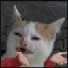 Kucing tetangga 29