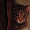 Pussy 26