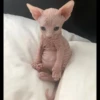 gatto depilato 20