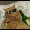 Kucing tetangga 30