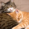 Pussy 27