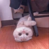 MEOW 24