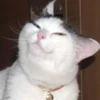 Pussy 28