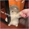 Cats 29
