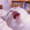 MEOW 25