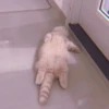 MEOW 26