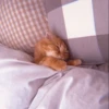 MEOW 27