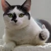 Pussy 29