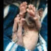 gatto depilato 21