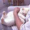 MEOW 28