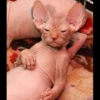 gatto depilato 22