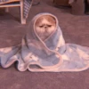 MEOW 29