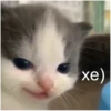 Cats 30