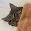 Pussy 30