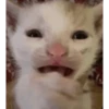 Cats meme GIF 5