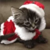 🎄🐱 Navidad Gatos 🐱 🎄 5