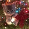 🎄🐱 Navidad Gatos 🐱 🎄 6
