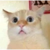 CAT WORLD 2 5