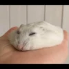 Io criceto 8