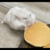 Io criceto 9