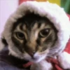 🎄🐱 Navidad Gatos 🐱 🎄 9