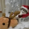 🎄🐱 Navidad Gatos 🐱 🎄 10
